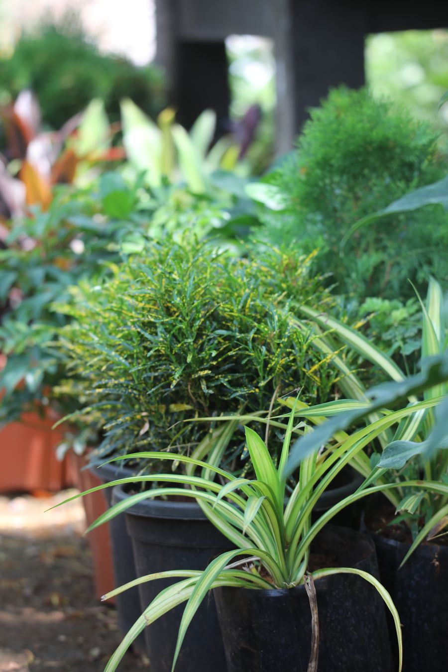 Plantas ornamentais em vaso