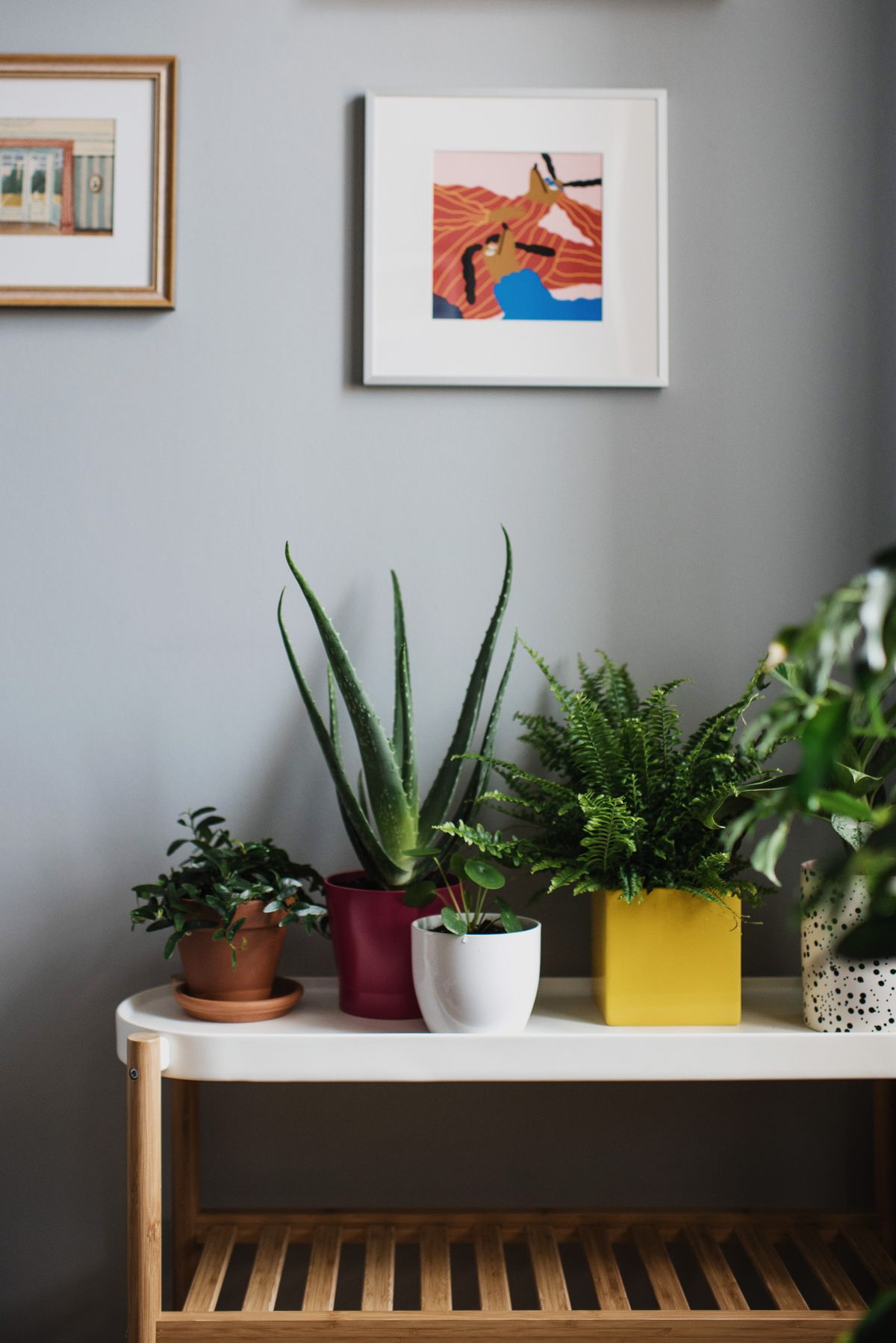 Vasos de plantas ornamentais