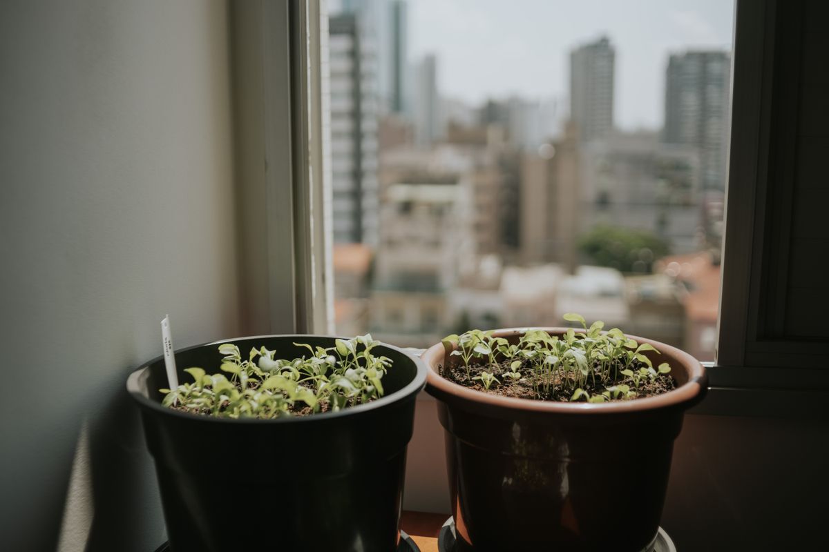 Vasos de plantas ornamentais em ambiente iluminado